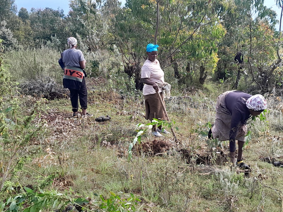 Planting Hope: 10,000 Seedlings Planted at Menengai Forest 480750092 609991091669714 2355016903796983399 n