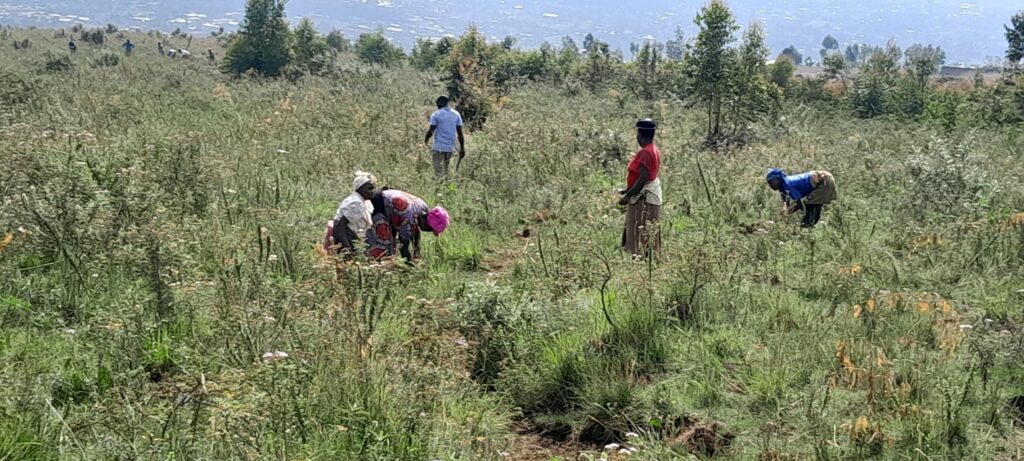 Planting Hope: 10,000 Seedlings Planted at Menengai Forest 480804345 609991048336385 6352845206340727043 n